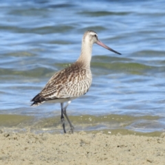 Limosa lapponica at Bermagui, NSW - 13 Nov 2023 03:16 PM