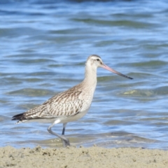 Limosa lapponica at Bermagui, NSW - 13 Nov 2023 03:16 PM