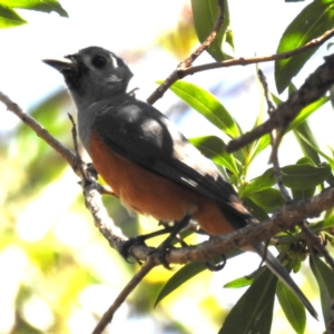 Monarcha melanopsis at Bermagui, NSW - 13 Nov 2023