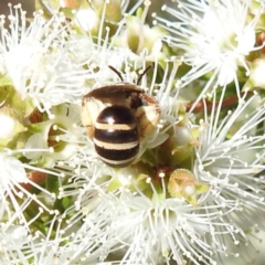 Unidentified Bee (Hymenoptera, Apiformes) at Bermagui, NSW - 13 Nov 2023 by HelenCross