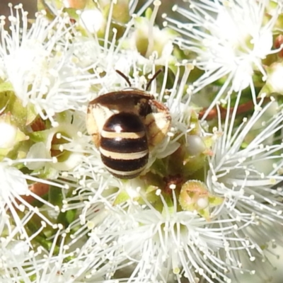 Unidentified Bee (Hymenoptera, Apiformes) at Bermagui, NSW - 13 Nov 2023 by HelenCross