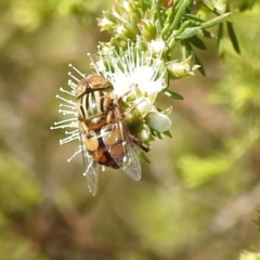 Eristalinus sp. (genus) at Bermagui, NSW - 13 Nov 2023 by HelenCross