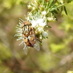 Eristalinus (genus) (A Hover Fly) at Bermagui, NSW - 13 Nov 2023 by HelenCross