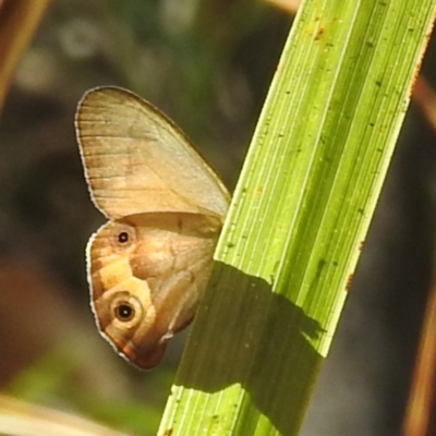 Hypocysta metirius at Bermagui, NSW - 13 Nov 2023 by HelenCross