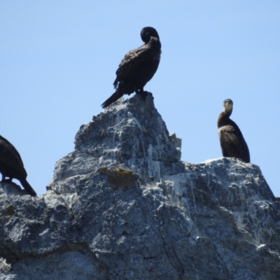 Phalacrocorax carbo (Great Cormorant) at Wallaga Lake, NSW - 12 Nov 2023 by HelenCross