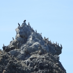 Phalacrocorax carbo at Wallaga Lake, NSW - 13 Nov 2023