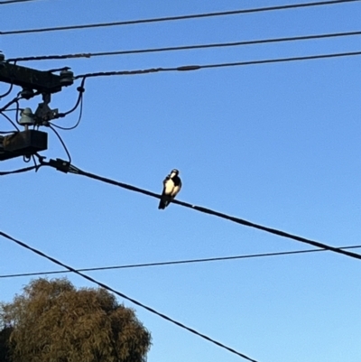 Grallina cyanoleuca (Magpie-lark) at Braddon, ACT - 15 Nov 2023 by courtneyb