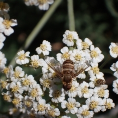 Villa sp. (genus) (Unidentified Villa bee fly) at Murrumbateman, NSW - 15 Nov 2023 by SimoneC