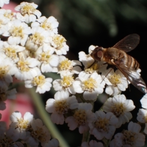 Villa sp. (genus) at Murrumbateman, NSW - 15 Nov 2023