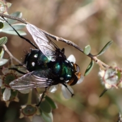 Rutilia (Ameniamima) argentifera (A Bristle fly) at Murrumbateman, NSW - 15 Nov 2023 by SimoneC