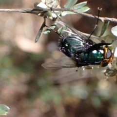 Rutilia (Ameniamima) argentifera at Murrumbateman, NSW - 15 Nov 2023