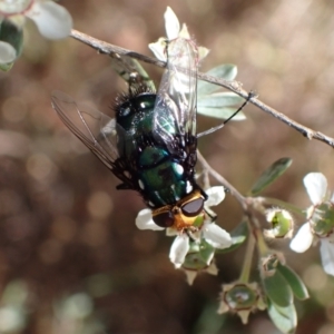 Rutilia (Ameniamima) argentifera at Murrumbateman, NSW - 15 Nov 2023