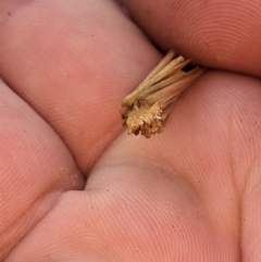 Unverified Case moth (Psychidae) at Thurgoona, NSW - 15 Nov 2023 by ChrisAllen
