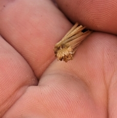 Unidentified Case moth (Psychidae) at Thurgoona, NSW - 15 Nov 2023 by ChrisAllen