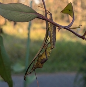 Amorbus (genus) at Albury - 15 Nov 2023 07:14 PM