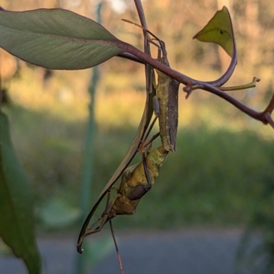 Amorbus sp. (genus) (Eucalyptus Tip bug) at Albury - 15 Nov 2023 by ChrisAllen