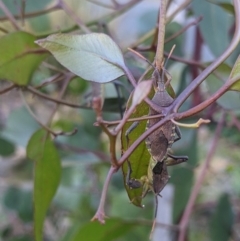 Amorbus sp. (genus) at Albury - 15 Nov 2023 07:14 PM