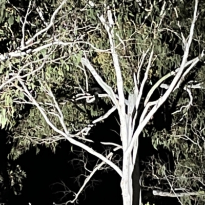 Petauroides volans (Southern Greater Glider) at Tallaganda State Forest - 14 Nov 2023 by courtneyb