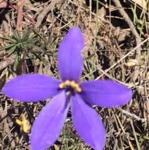 Cheiranthera linearis at Gurrundah, NSW - 15 Nov 2023 01:11 PM