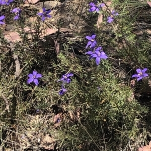 Cheiranthera linearis at Gurrundah, NSW - 15 Nov 2023 01:11 PM