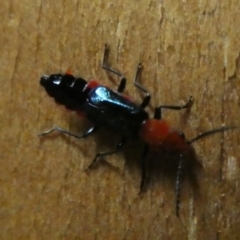 Carphurus sp. (genus) (Soft-winged flower beetle) at Mongarlowe River - 14 Feb 2023 by arjay