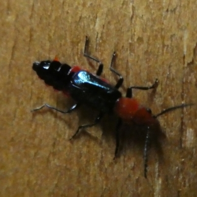 Carphurus sp. (genus) (Soft-winged flower beetle) at Mongarlowe River - 14 Feb 2023 by arjay