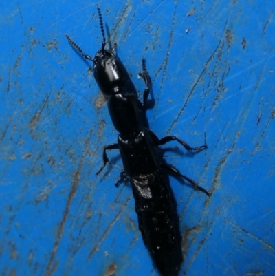 Staphylinidae (family) (Rove beetle) at Charleys Forest, NSW - 10 Feb 2023 by arjay