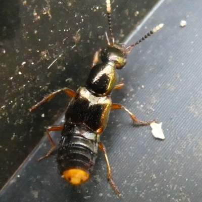 Hesperus haemorrhoidalis (Rove beetle) at Charleys Forest, NSW - 1 Feb 2023 by arjay