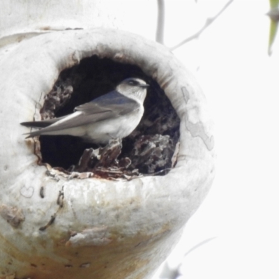 Petrochelidon nigricans (Tree Martin) at Fitzroy Falls, NSW - 15 Nov 2023 by GlossyGal