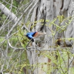 Malurus lamberti (Variegated Fairywren) at Meryla State Forest - 15 Nov 2023 by GlossyGal