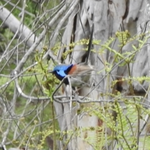 Malurus lamberti at Wingecarribee Local Government Area - 15 Nov 2023 11:32 AM