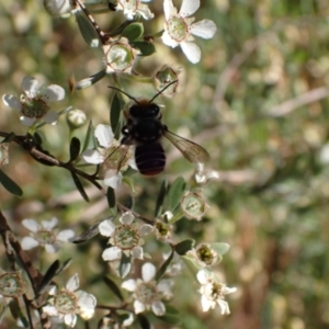 Megachile (Eutricharaea) maculariformis at Murrumbateman, NSW - 15 Nov 2023