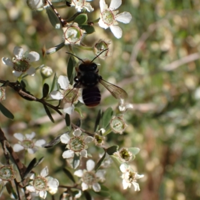 Megachile (Eutricharaea) maculariformis (Gold-tipped leafcutter bee) at Murrumbateman, NSW - 15 Nov 2023 by SimoneC
