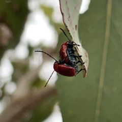 Aporocera (Aporocera) haematodes (A case bearing leaf beetle) at Russell, ACT - 14 Nov 2023 by Hejor1