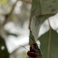 Aporocera (Aporocera) haematodes at Russell, ACT - 14 Nov 2023