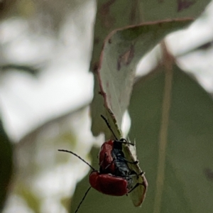 Aporocera (Aporocera) haematodes at Russell, ACT - 14 Nov 2023 05:44 PM