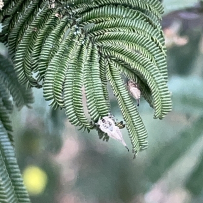 Arachnura higginsi (Scorpion-tailed Spider) at Campbell, ACT - 14 Nov 2023 by Hejor1