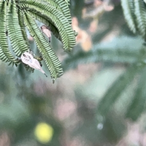 Arachnura higginsi at Mount Ainslie to Black Mountain - 14 Nov 2023 06:20 PM