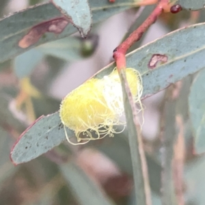 Psyllidae sp. (family) at Russell, ACT - 14 Nov 2023