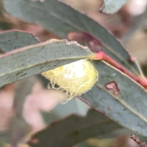 Psyllidae sp. (family) at Russell, ACT - 14 Nov 2023