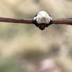 Celaenia excavata (Bird-dropping spider) at Russell, ACT - 14 Nov 2023 by Hejor1