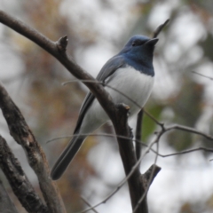 Myiagra rubecula (Leaden Flycatcher) at Lions Youth Haven - Westwood Farm A.C.T. - 14 Nov 2023 by HelenCross