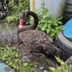 Cygnus atratus (Black Swan) at Captains Flat, NSW - 15 Nov 2023 by Csteele4