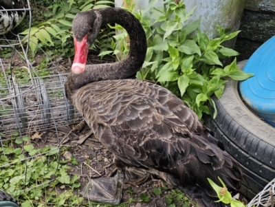 Cygnus atratus (Black Swan) at QPRC LGA - 15 Nov 2023 by Csteele4