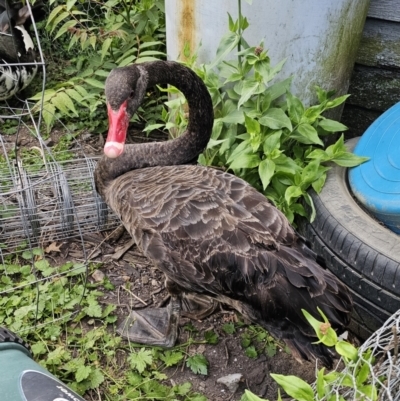 Cygnus atratus (Black Swan) at QPRC LGA - 15 Nov 2023 by Csteele4