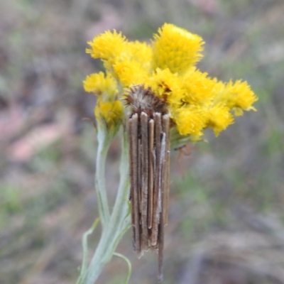 Oecobia frauenfeldi at Tuggeranong, ACT - 14 Nov 2023 by HelenCross