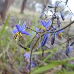 Dianella revoluta var. revoluta (Black-Anther Flax Lily) at Tuggeranong, ACT - 14 Nov 2023 by HelenCross