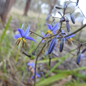 Dianella revoluta var. revoluta at Bullen Range - 14 Nov 2023