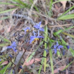 Dianella revoluta var. revoluta at Bullen Range - 14 Nov 2023 03:48 PM