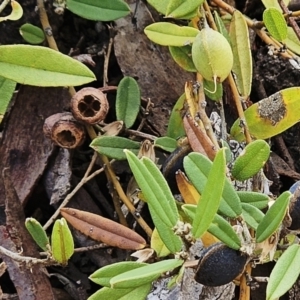 Hovea heterophylla at The Pinnacle - 14 Nov 2023